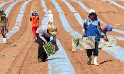 Agropecuária do RN entra 2025 com expectativas de evolução.