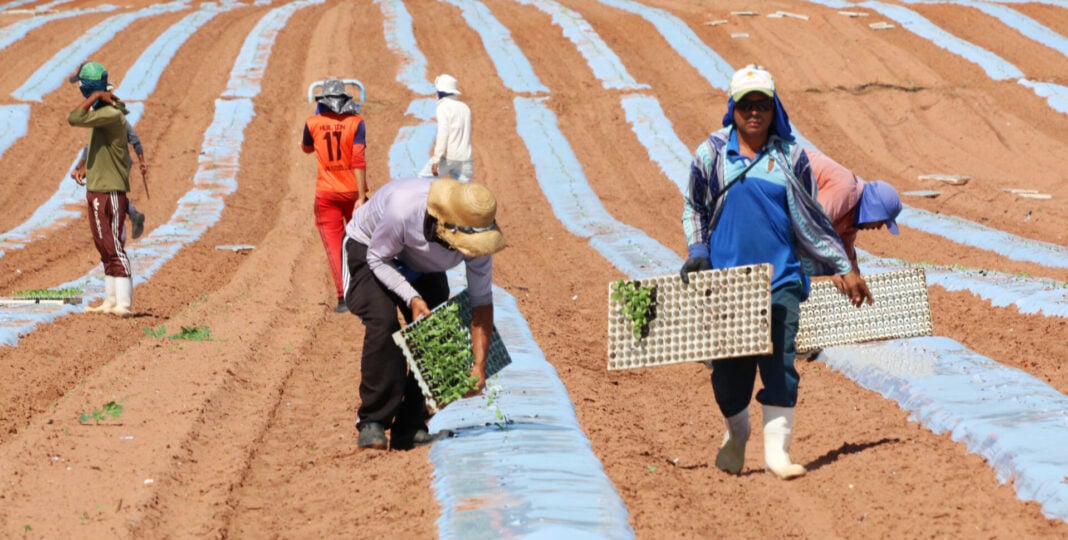 Agropecuária do RN entra 2025 com expectativas de evolução.