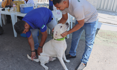 Pets tem acesso a serviços gratuitos em ação da Prefeitura do Natal neste sábado (26)