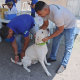 Pets tem acesso a serviços gratuitos em ação da Prefeitura do Natal neste sábado (26)